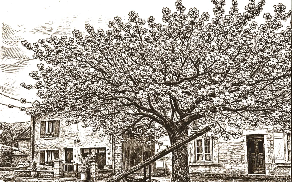 Cerisier en fleurs, Angecourt